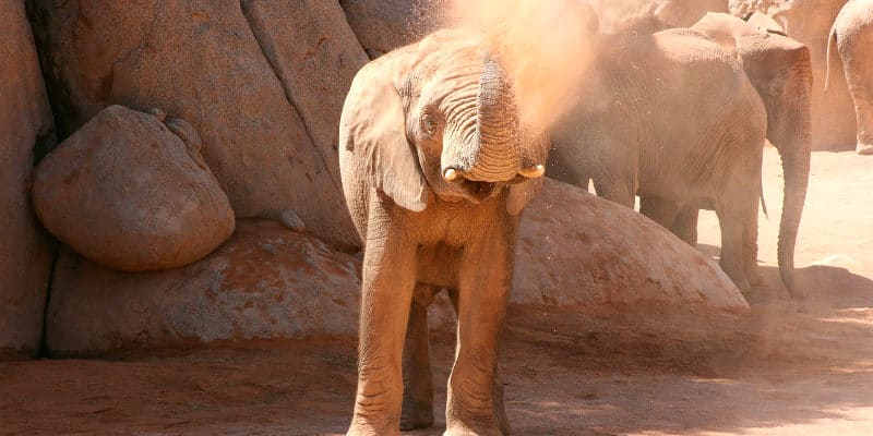 cosa fare a valencia spagna bioparc